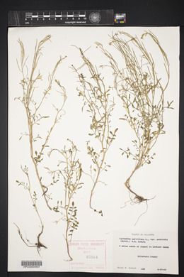 Cardamine parviflora image