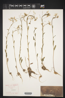 Cardamine bulbosa image