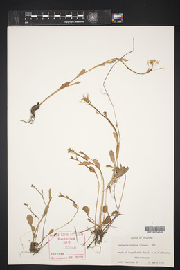 Cardamine bulbosa image