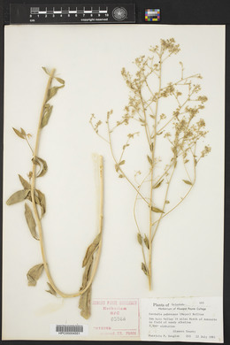 Lepidium appelianum image