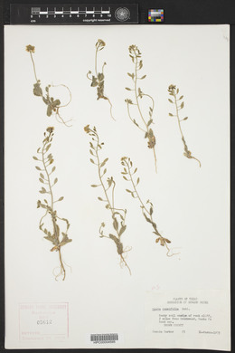 Draba cuneifolia image