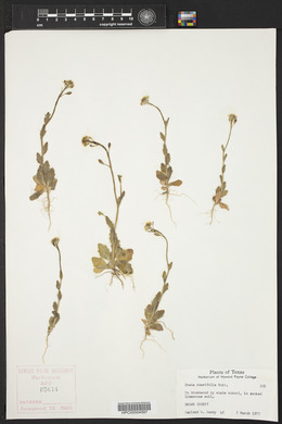 Draba cuneifolia image