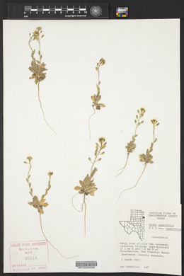 Draba cuneifolia image