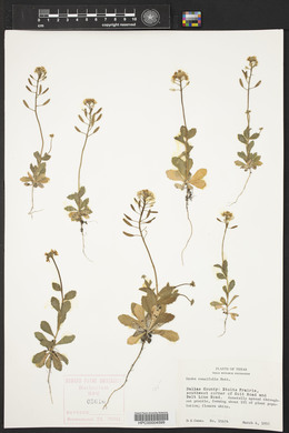 Draba cuneifolia image