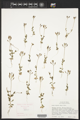 Draba reptans image