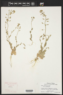 Draba cuneifolia image