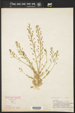 Draba cuneifolia image