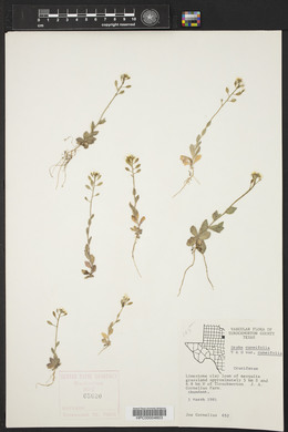 Draba cuneifolia image