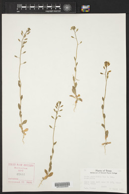 Draba cuneifolia image