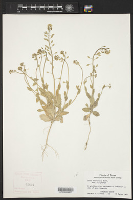 Draba cuneifolia image