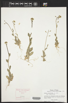 Draba cuneifolia image