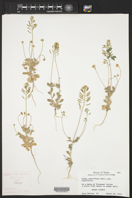 Draba cuneifolia image