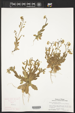 Draba cuneifolia image