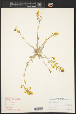 Draba platycarpa image