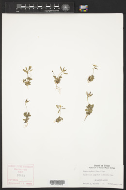 Draba reptans image