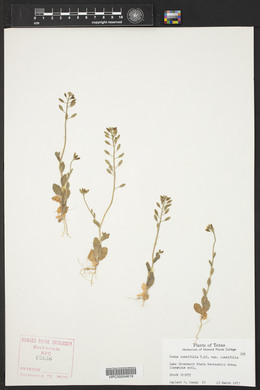 Draba cuneifolia image