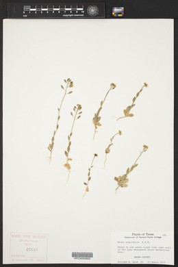 Draba cuneifolia image