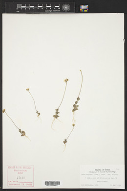 Draba reptans image