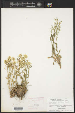 Draba spectabilis image