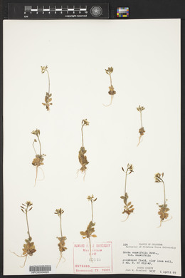 Draba cuneifolia image