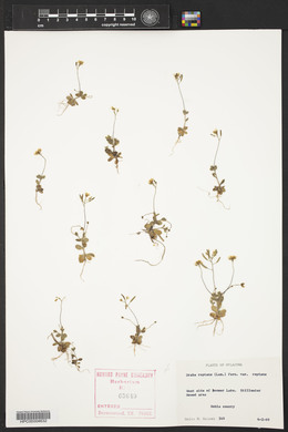 Draba reptans image