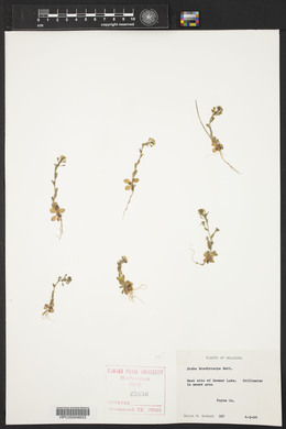 Draba brachycarpa image