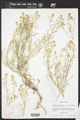 Lepidium montanum image