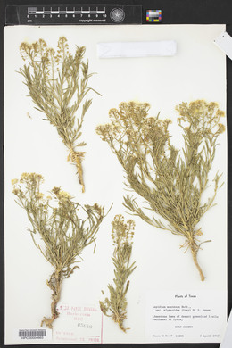 Lepidium montanum image