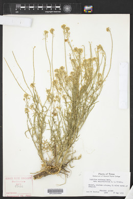 Lepidium montanum image