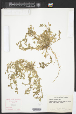 Lepidium oblongum image