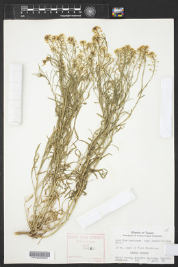 Lepidium montanum image