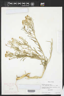 Lepidium montanum image