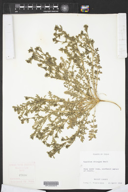 Lepidium oblongum image