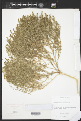 Lepidium oblongum image