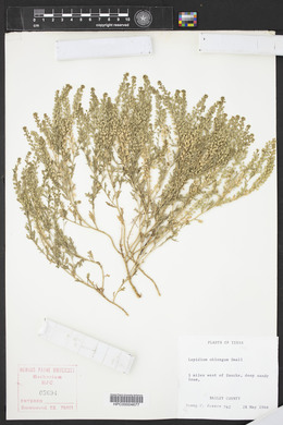 Lepidium oblongum image