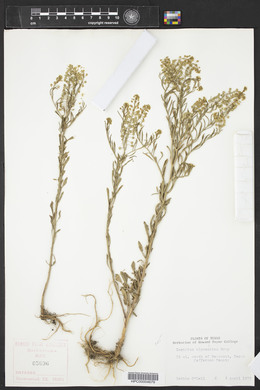 Lepidium alyssoides image