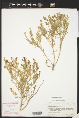 Lepidium austrinum image