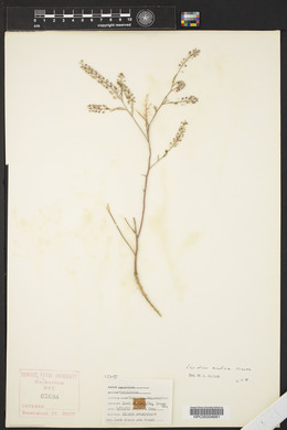 Lepidium virginicum var. menziesii image