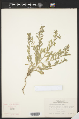 Lepidium austrinum image