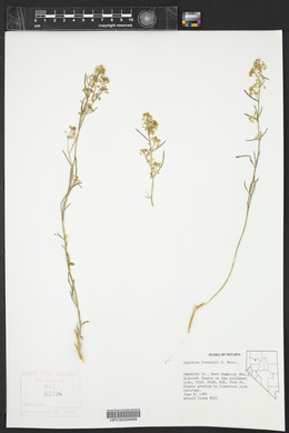 Lepidium fremontii image