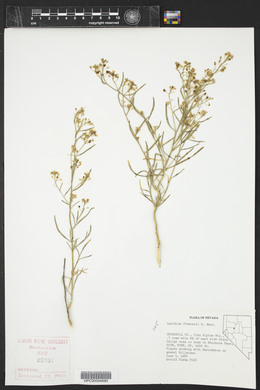 Lepidium fremontii image