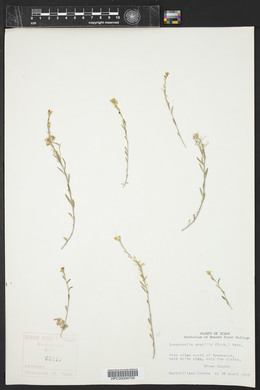 Physaria gracilis image