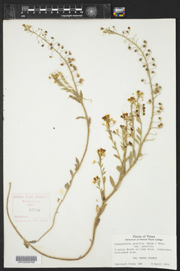 Physaria gracilis image