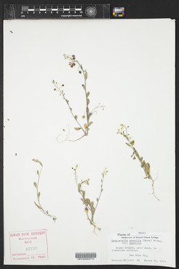 Physaria gracilis image