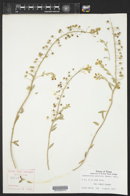 Physaria gracilis image