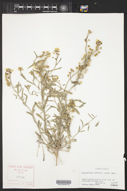 Physaria gordonii image