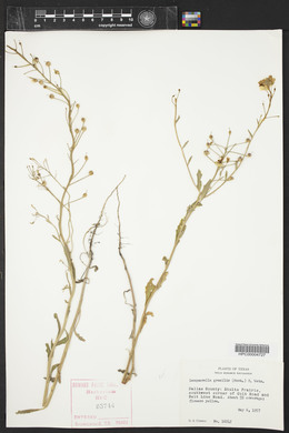 Physaria gracilis image