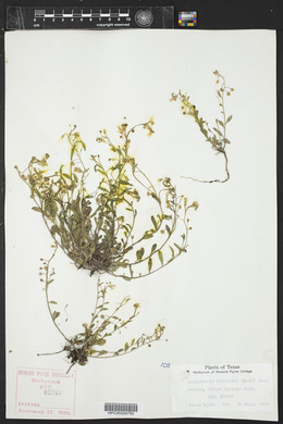 Physaria recurvata image