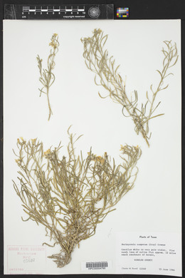 Nerisyrenia camporum image