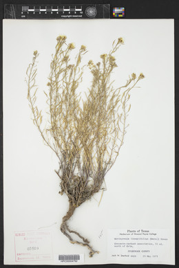 Nerisyrenia linearifolia image